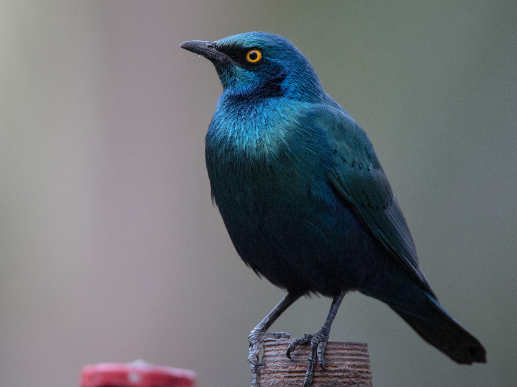 Greater Blue-eared Starling - Ian Davies