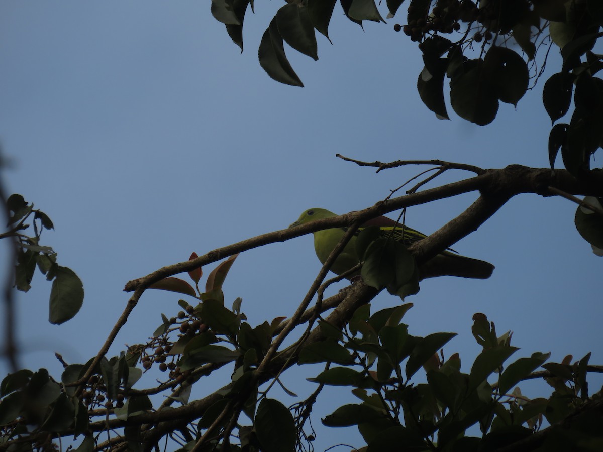 Серолобый зелёный голубь - ML218181441