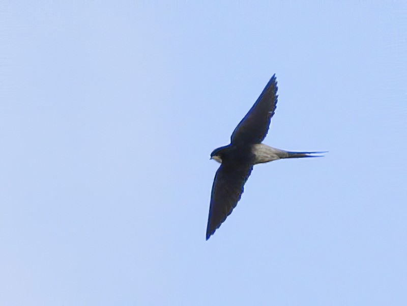 Gray-rumped Swallow - Kyle Lima