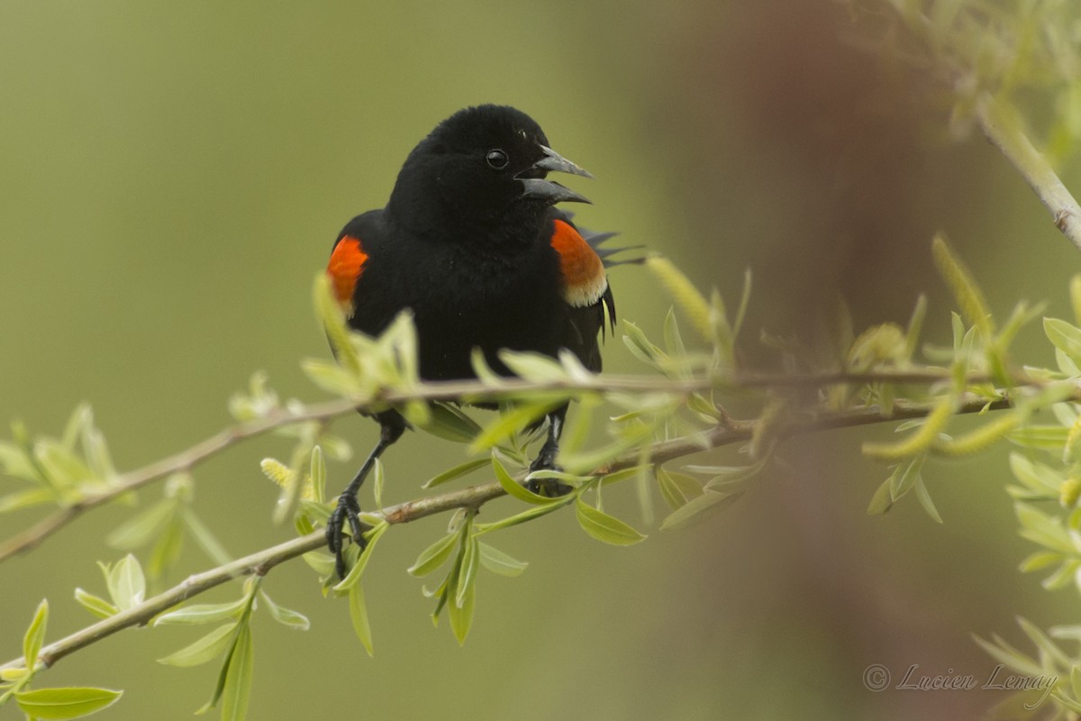 Red-winged Blackbird - ML218182361