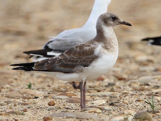  - Hartlaub's Gull