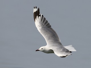  - Hartlaub's Gull