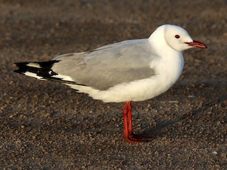 - Hartlaub's Gull