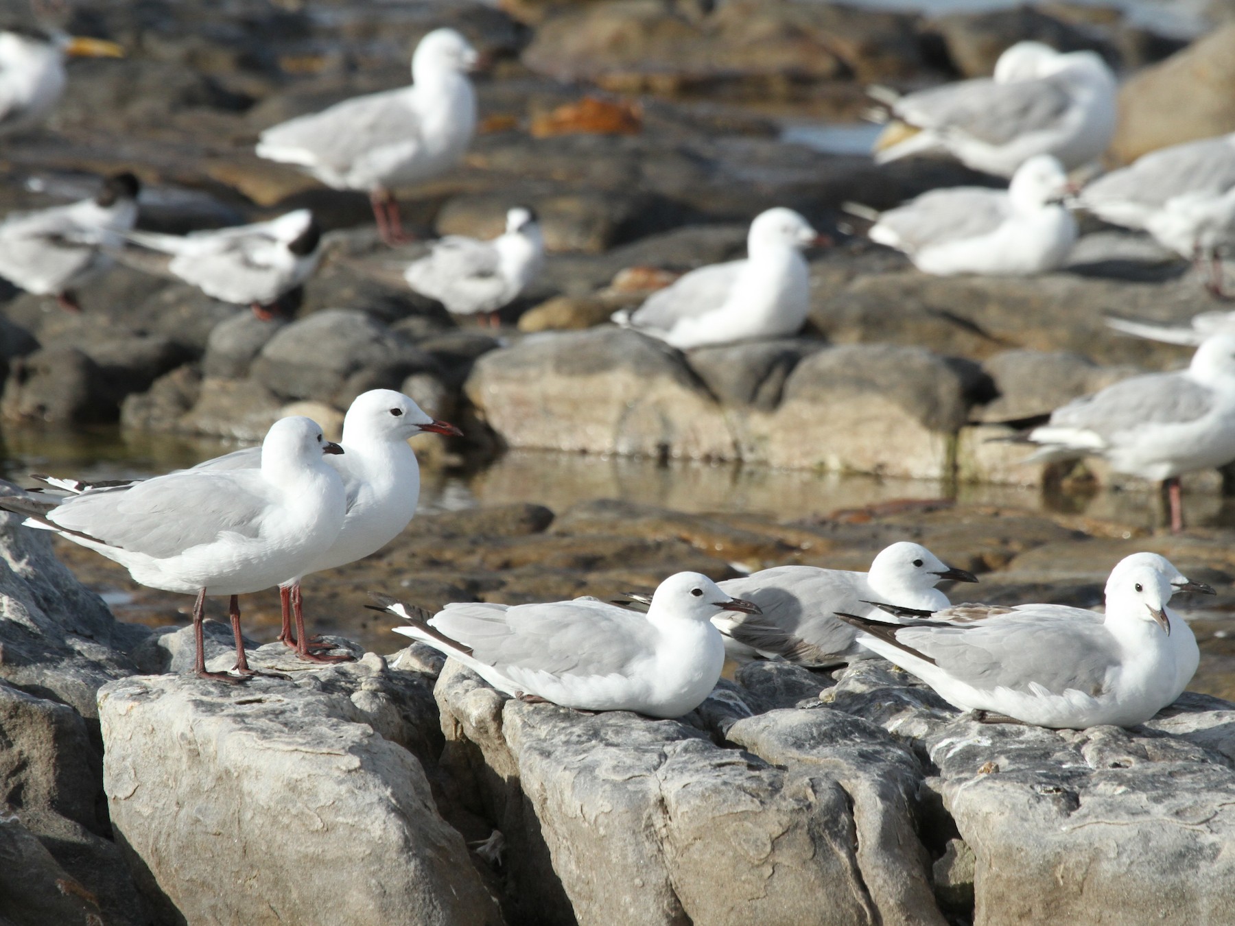 Hartlaub's Gull - eBird