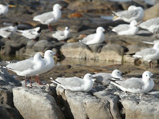  - Hartlaub's Gull