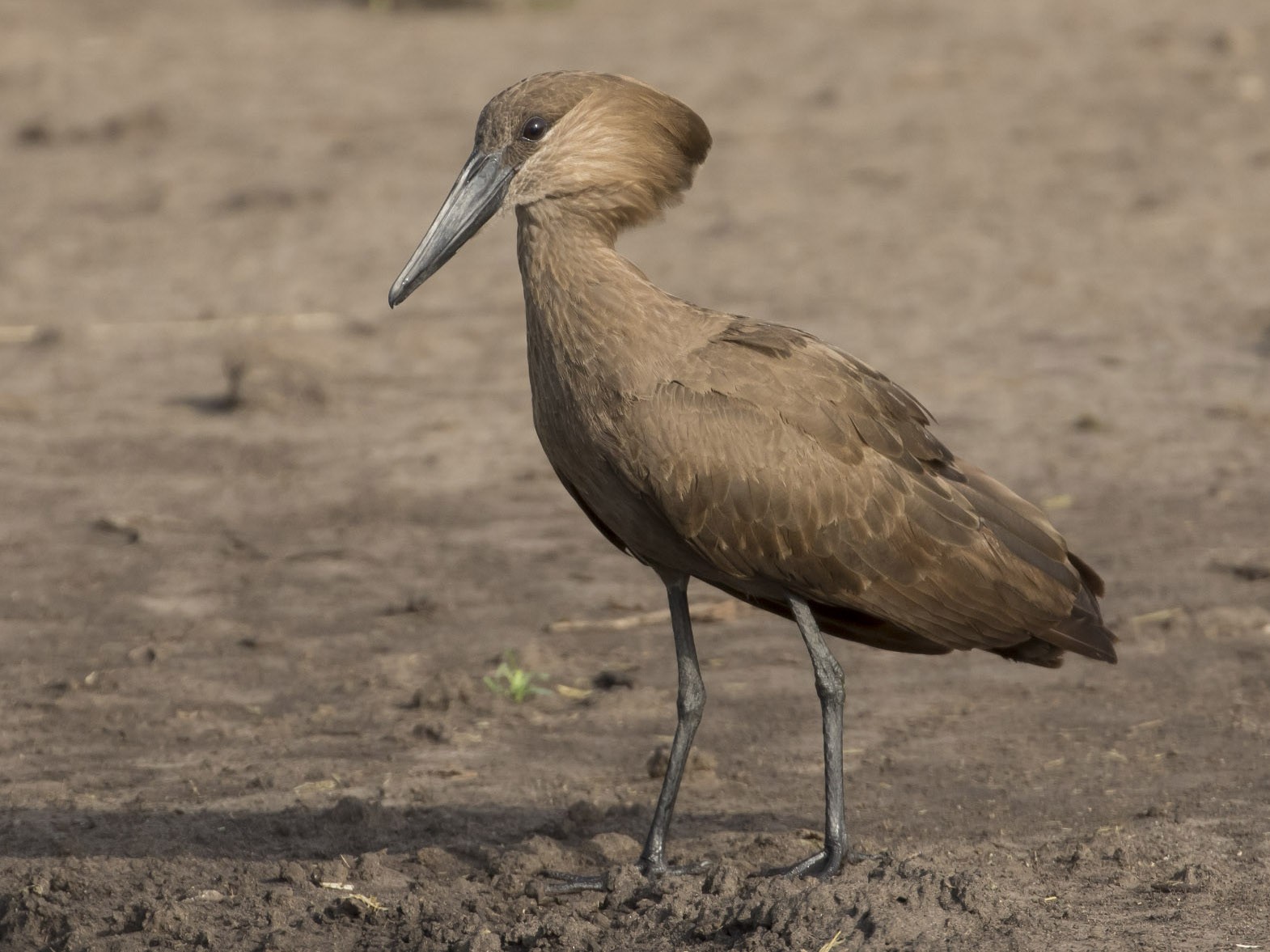 Hamerkop - Michael Todd