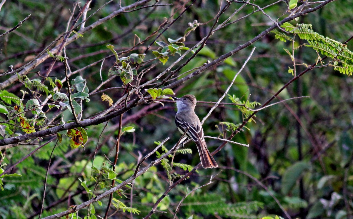 Brown-crested Flycatcher (South American) - ML21818531
