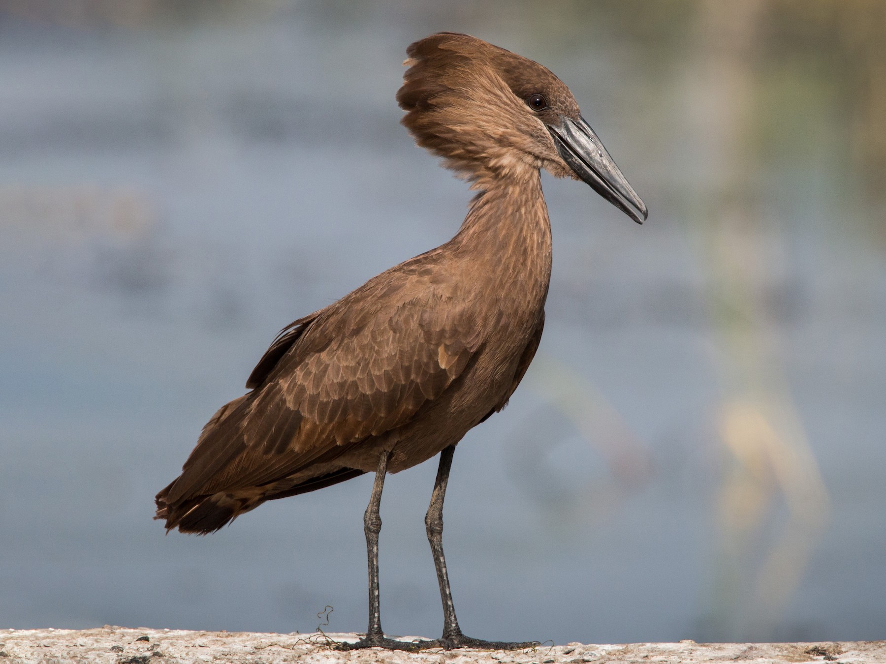 Hamerkop - Ian Davies