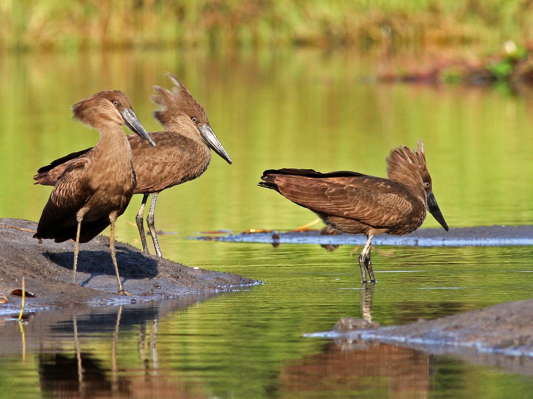 Hamerkop - Frans Vandewalle