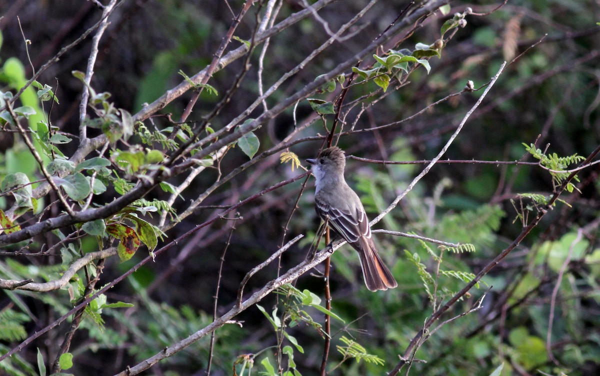 Brown-crested Flycatcher (South American) - ML21818551