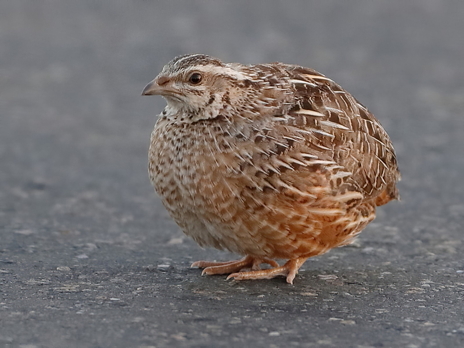 Harlequin Quail - Holger Teichmann