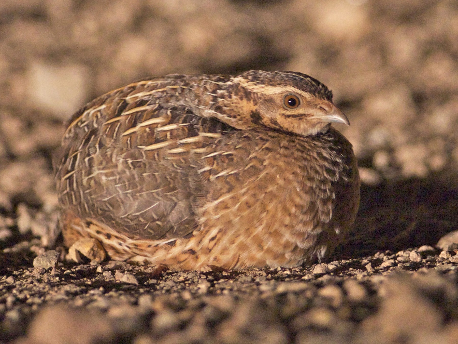 Harlequin Quail - Eric Barnes