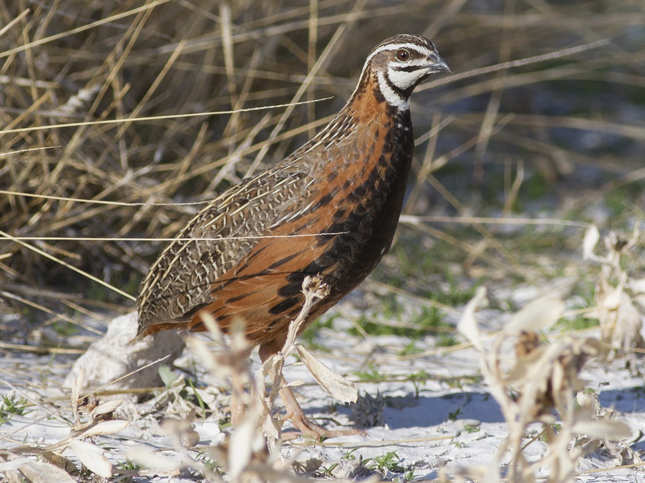 Harlequin Quail - Cal Gesmundo