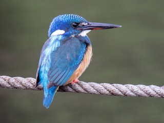 ハシグロカワセミ - eBird