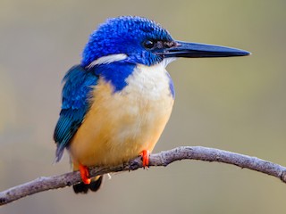 ハシグロカワセミ - eBird