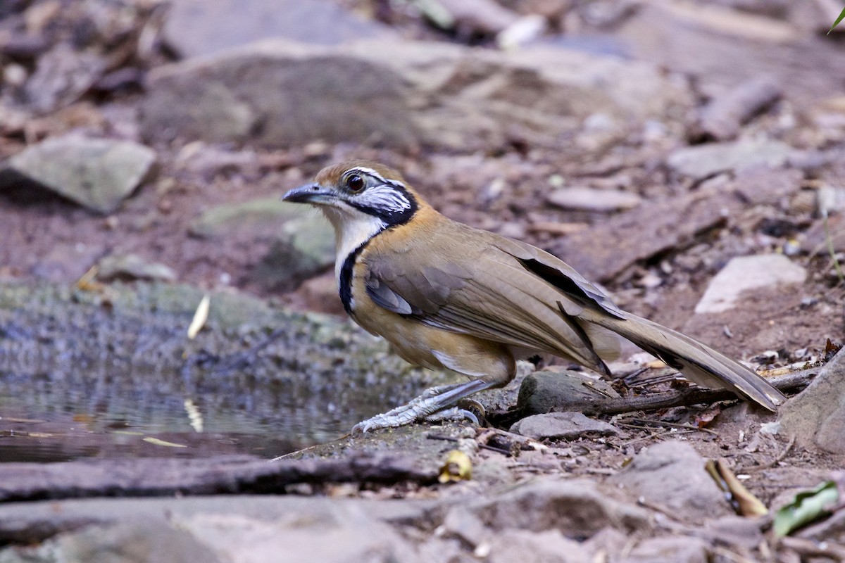 Greater Necklaced Laughingthrush - Jeanne Verhulst