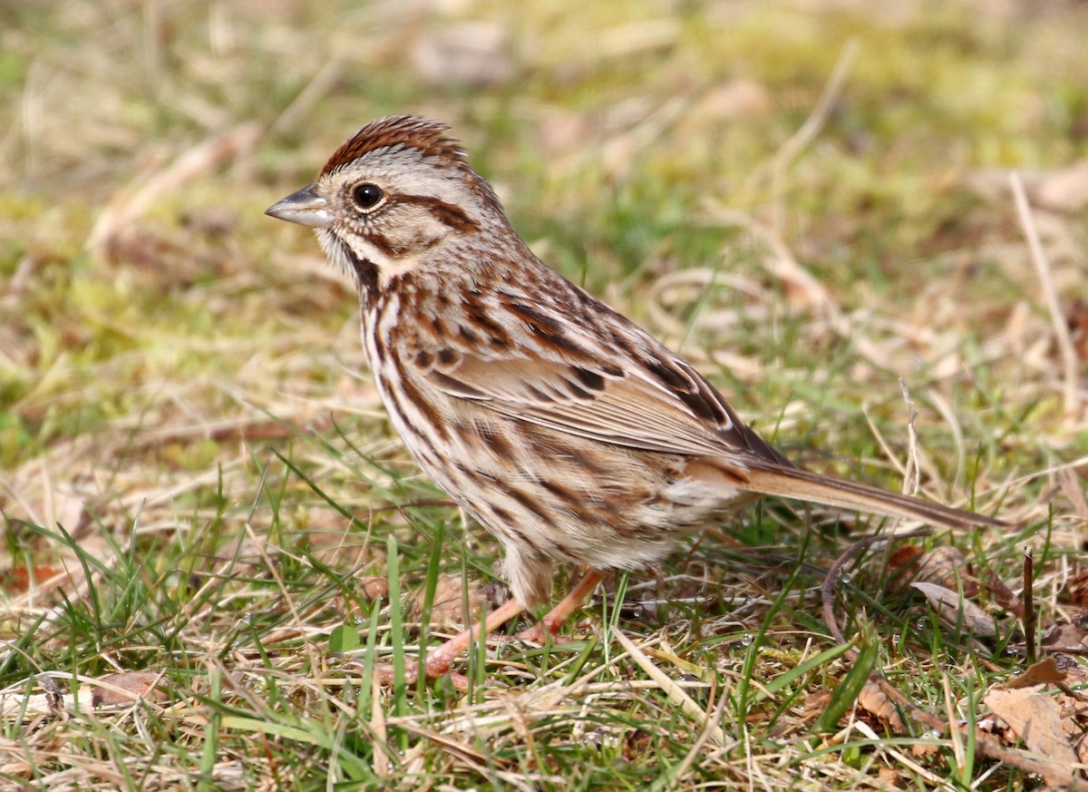 Song Sparrow - Bill Brown