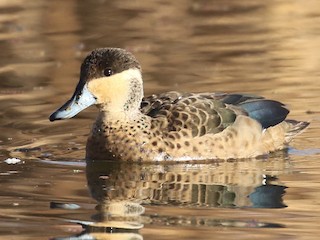  - Blue-billed Teal
