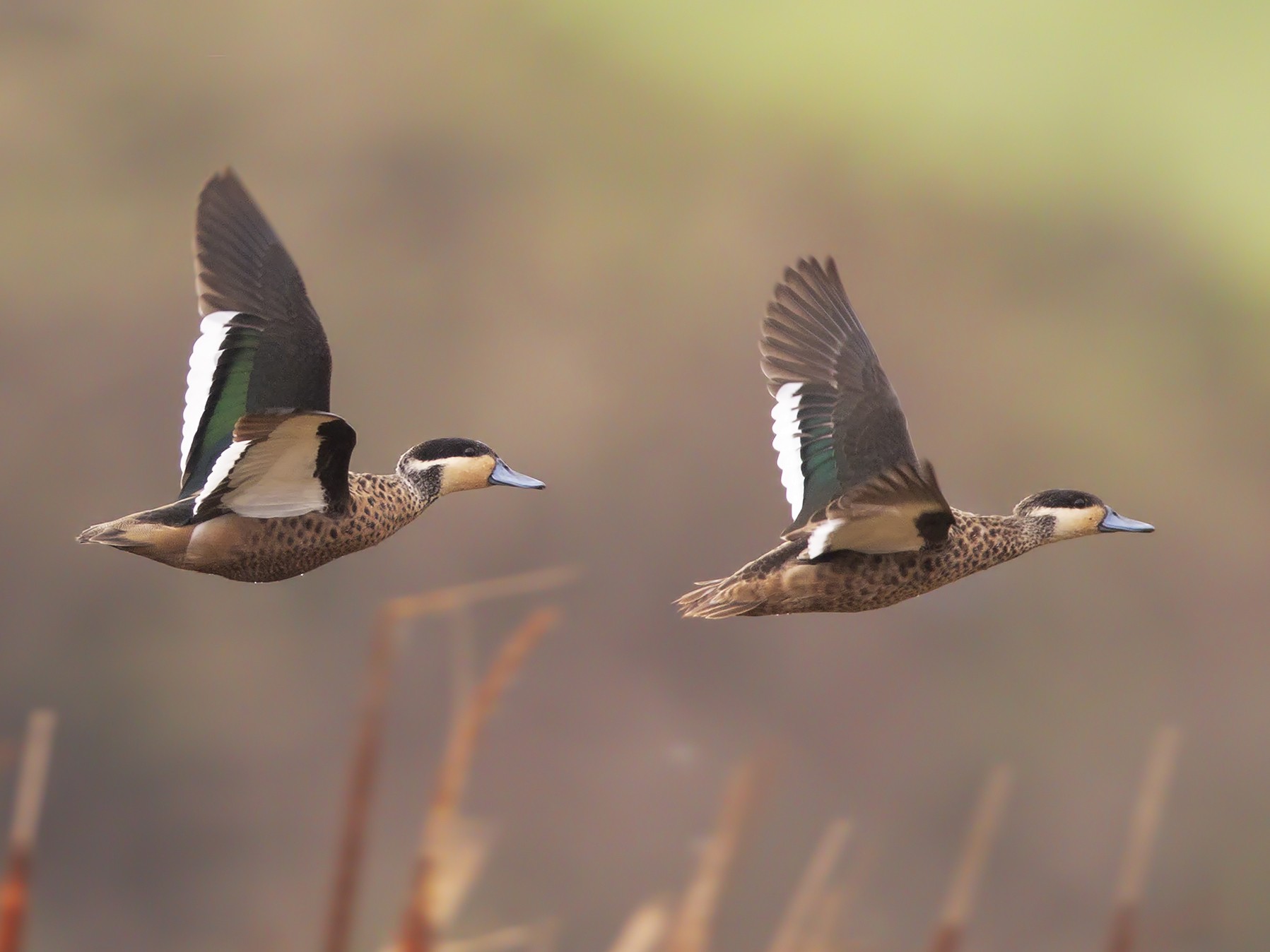 Blue-billed Teal - Marco Valentini