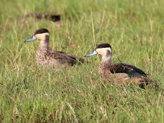  - Blue-billed Teal