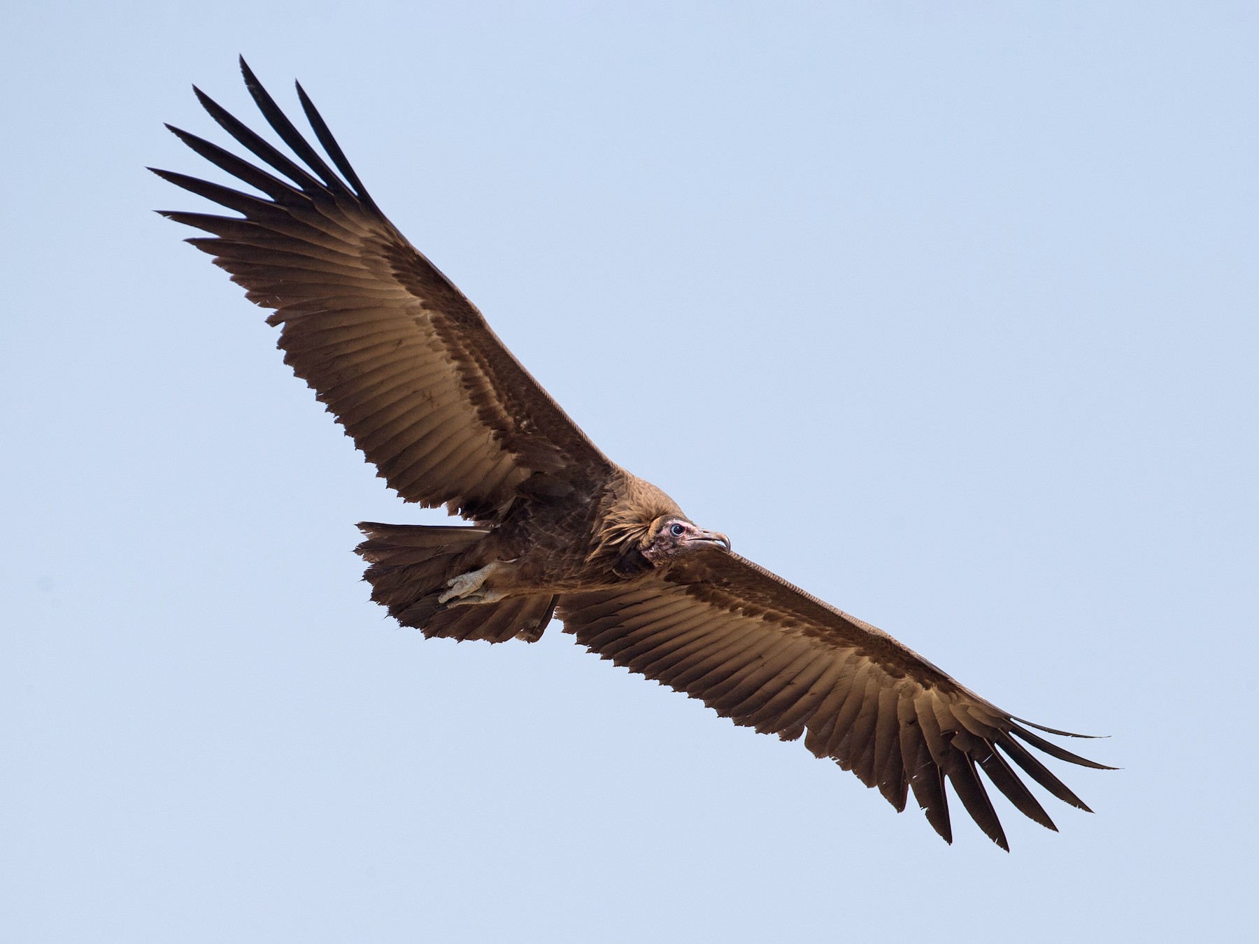 Hooded Vulture - Chris Wood