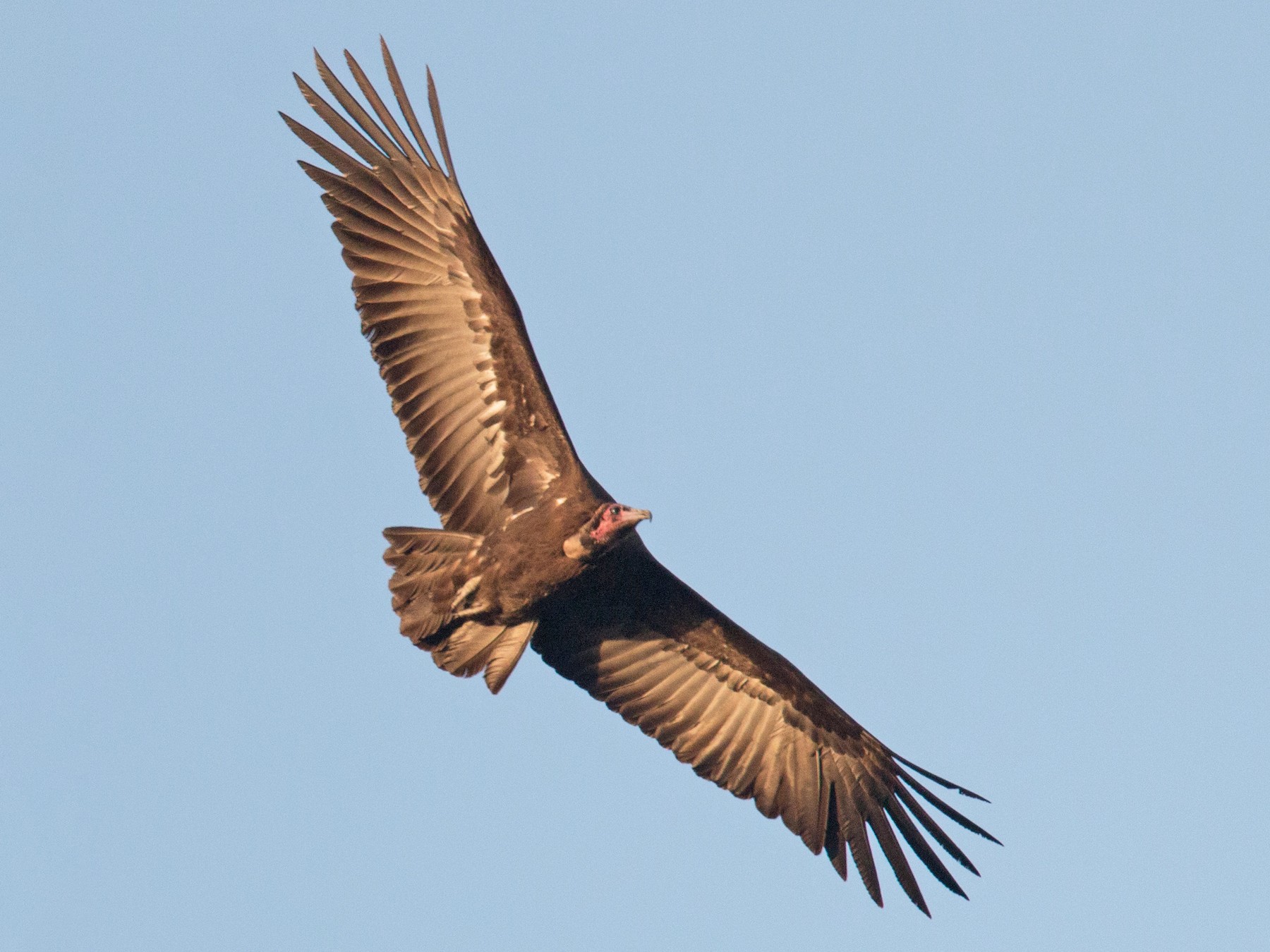 vultures flying