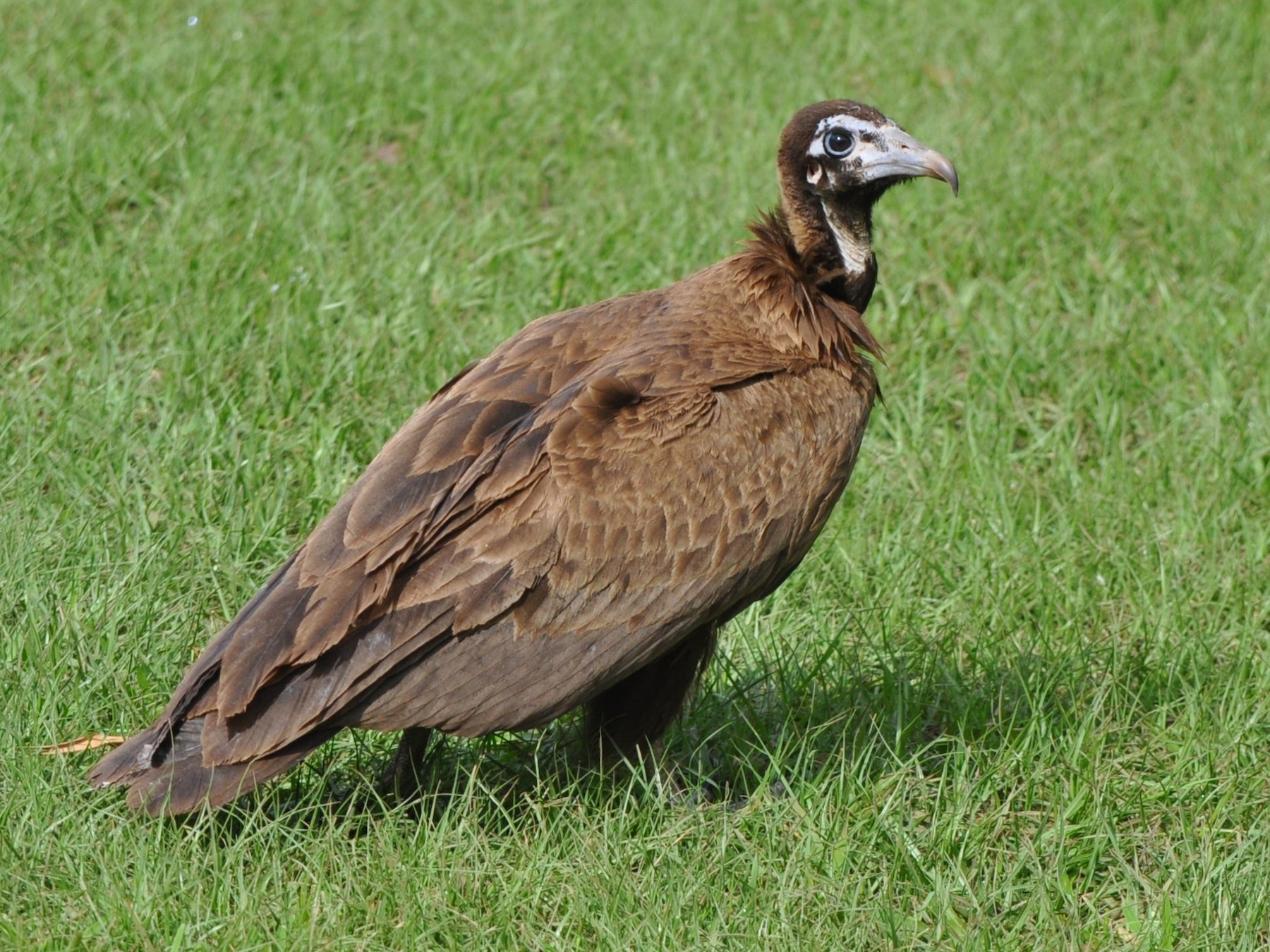 Hooded Vulture - Raymond Marsh