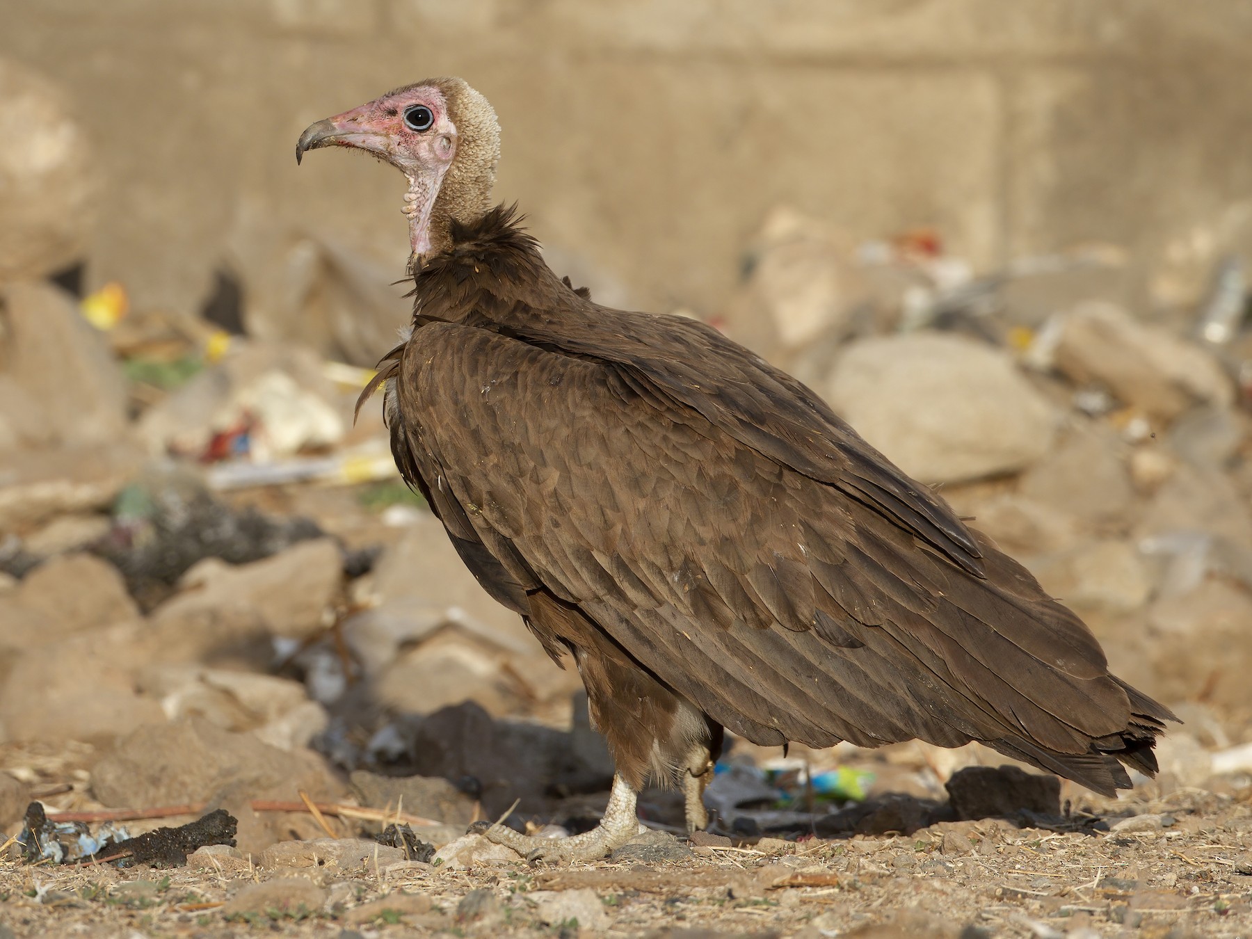 Hooded Vulture - Marco Valentini