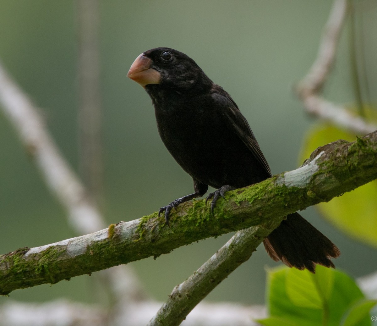 Nicaraguan Seed-Finch - ML218191091