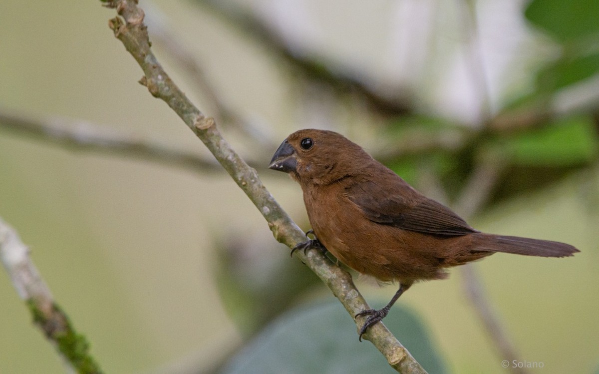 Nicaraguan Seed-Finch - ML218191101