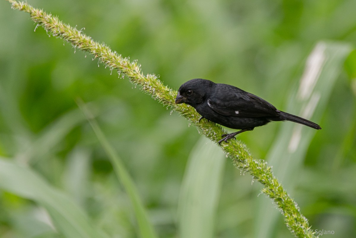 Variable Seedeater - ML218191141