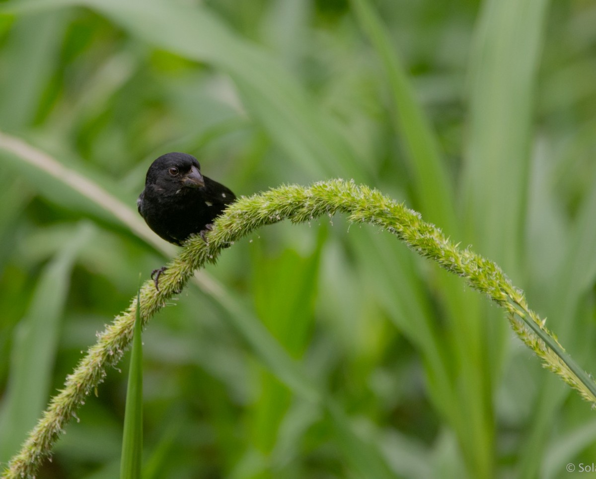 Variable Seedeater - ML218191151