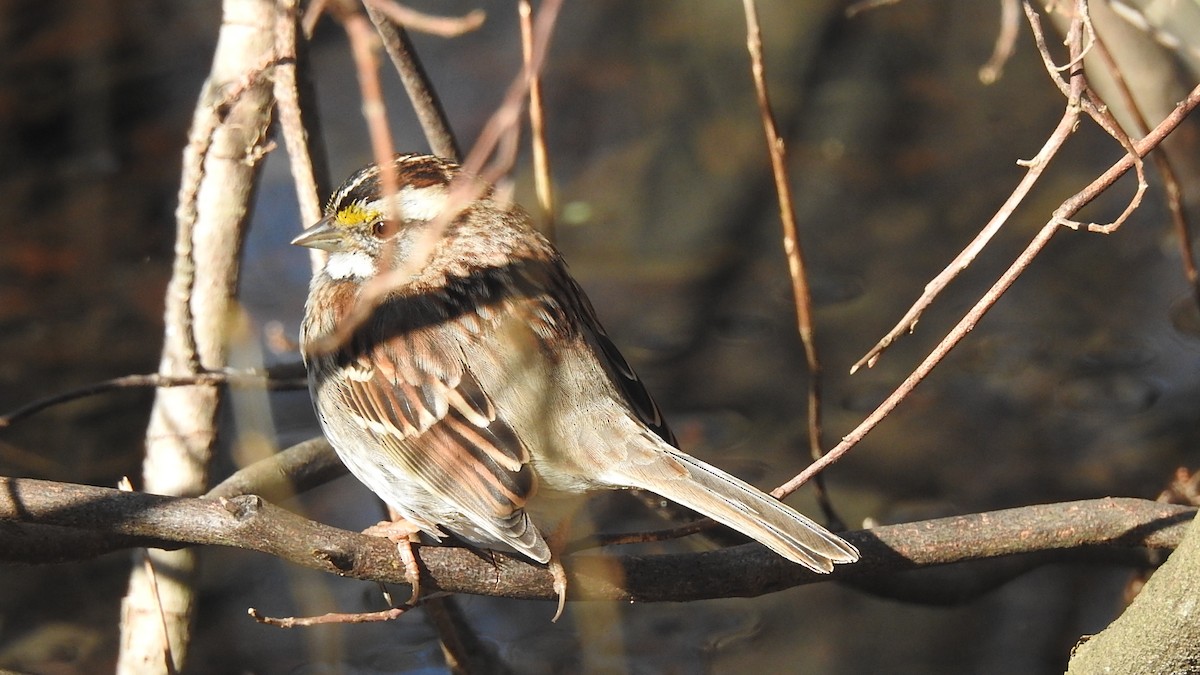 White-throated Sparrow - Vincent Glasser