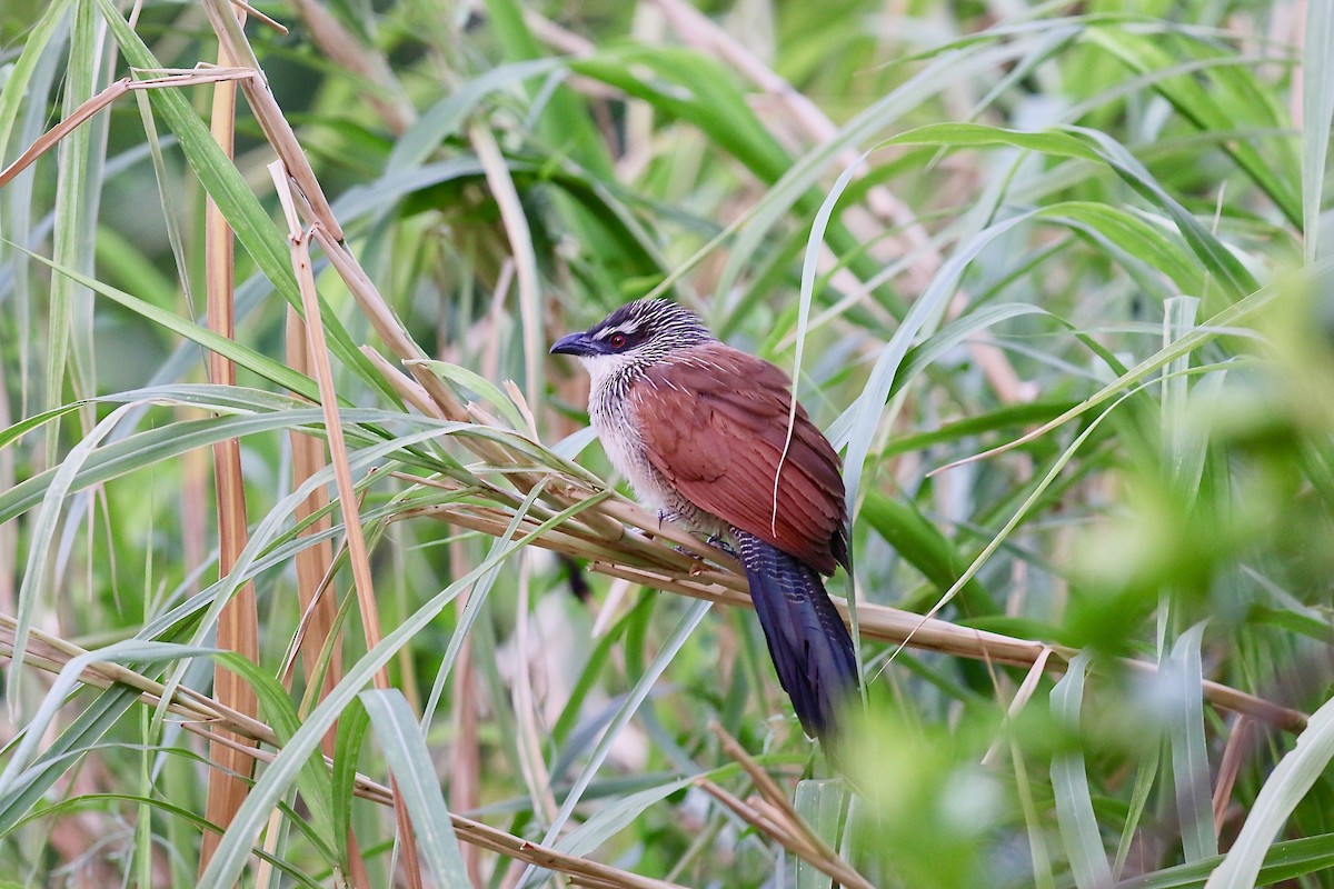White-browed Coucal (White-browed) - Krista Oswald