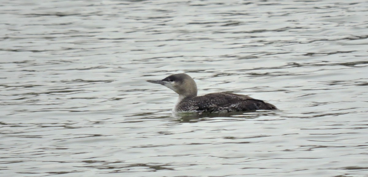 Red-throated Loon - Amy Williamson