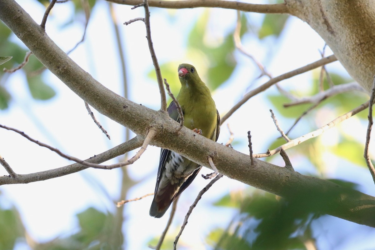 African Green-Pigeon (African) - Krista Oswald