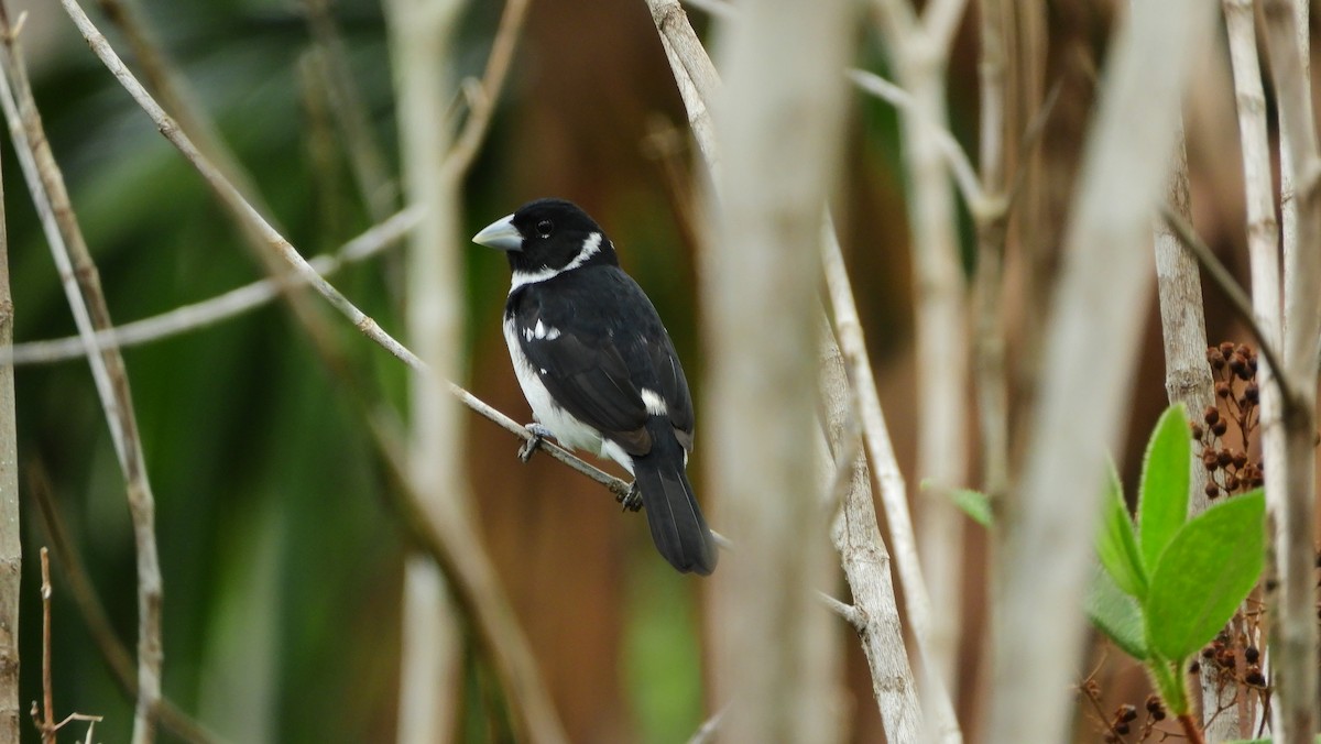 White-naped Seedeater - ML218204881