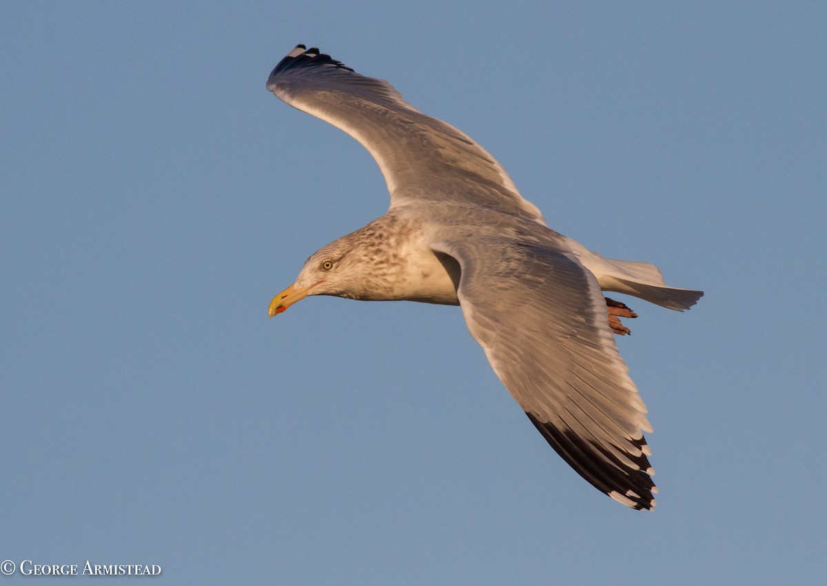 Herring Gull (American) - George Armistead | Hillstar Nature