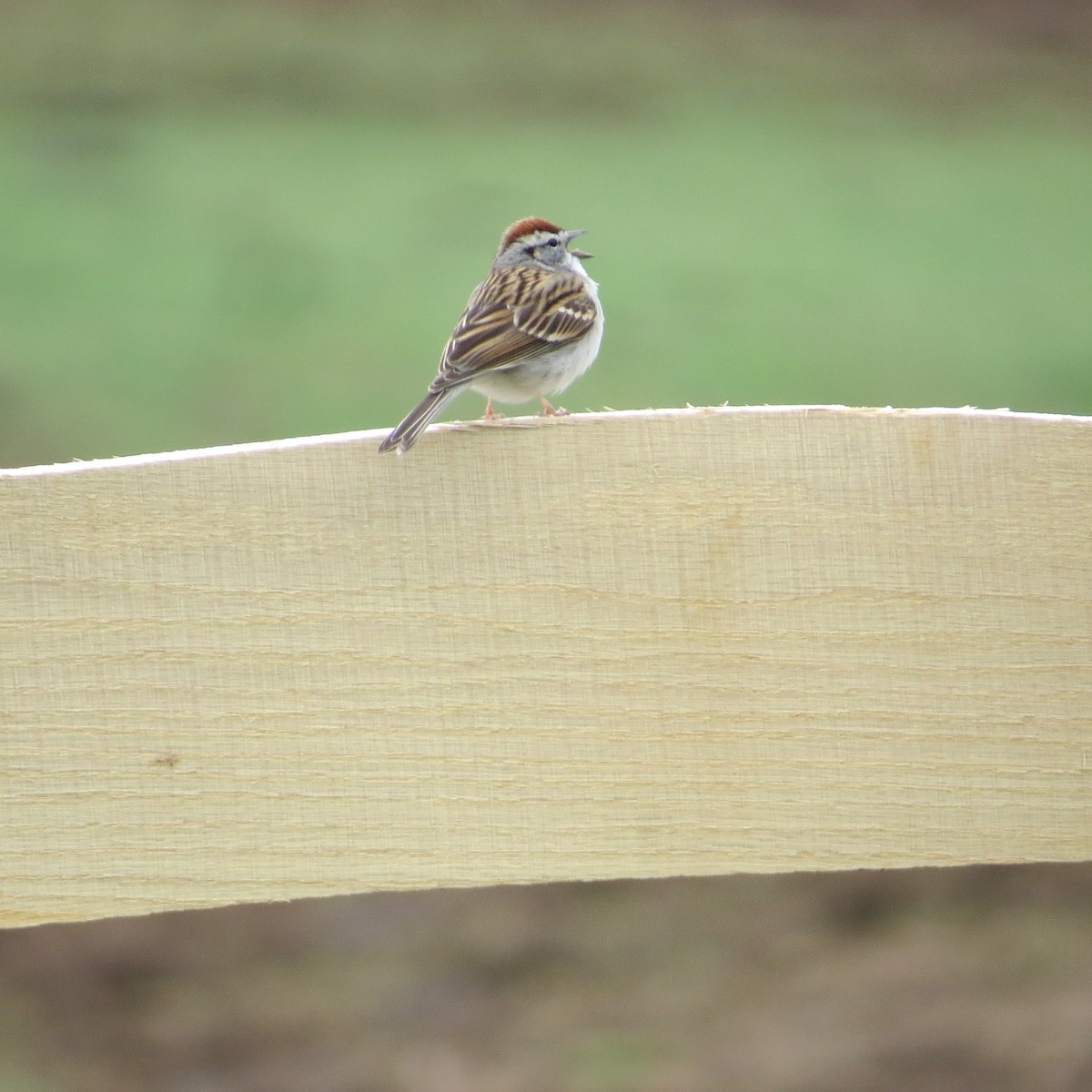 Chipping Sparrow - ML218206181