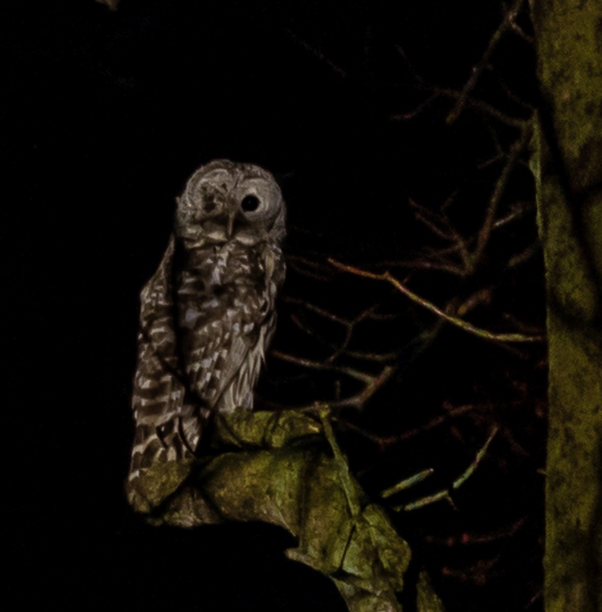 Barred Owl - ML218206671
