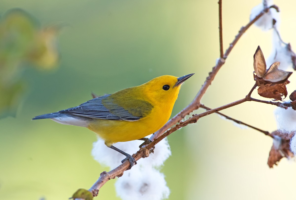 Prothonotary Warbler - ML218209941