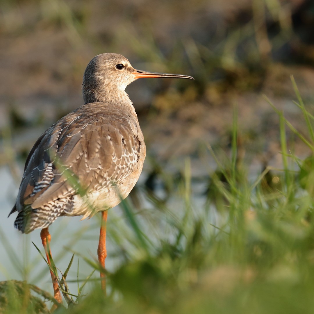Spotted Redshank - ML218212891