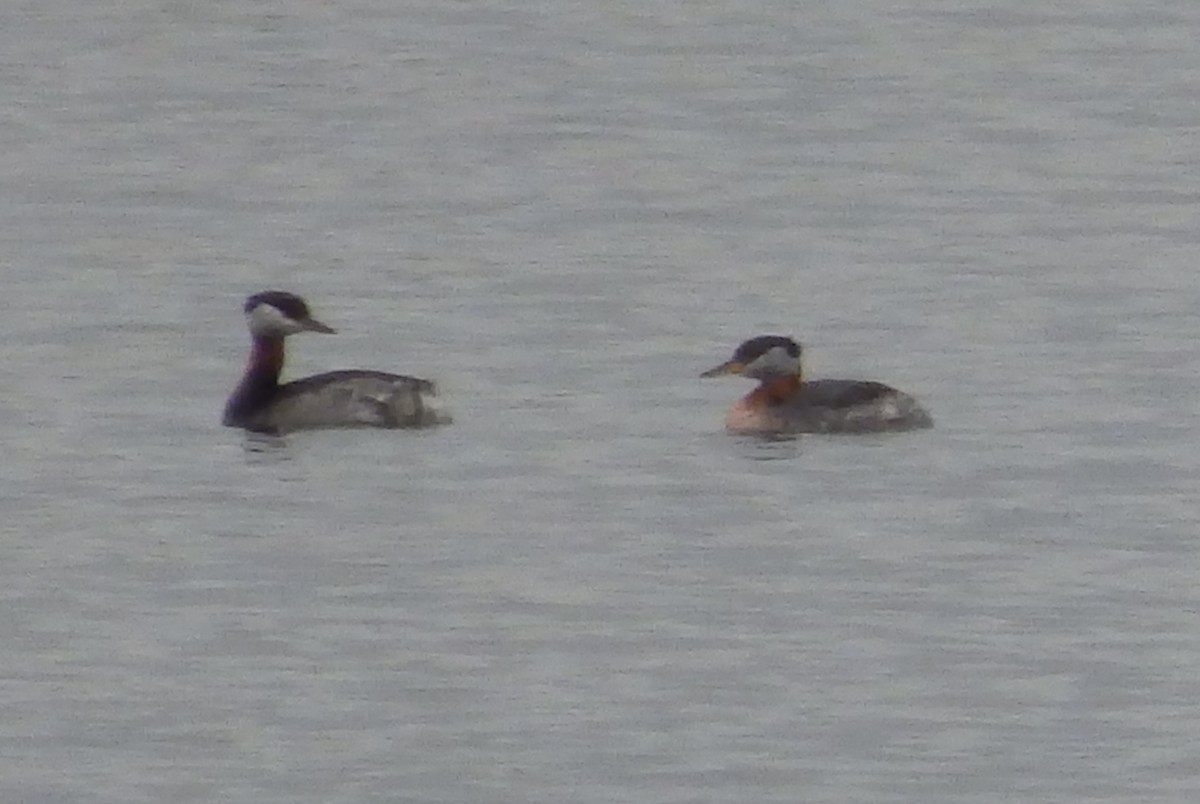 Red-necked Grebe - Dale Adams