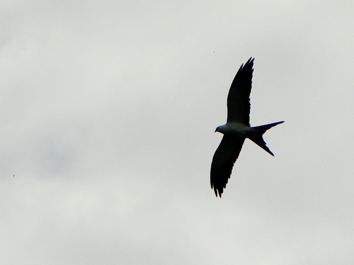 Swallow-tailed Kite - Ignacio Zapata