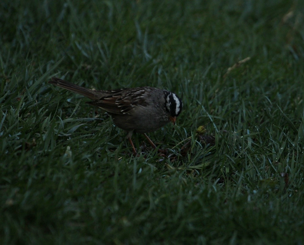 White-crowned Sparrow - ML218217921