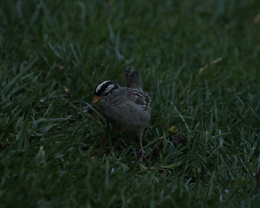 White-crowned Sparrow - ML218217931