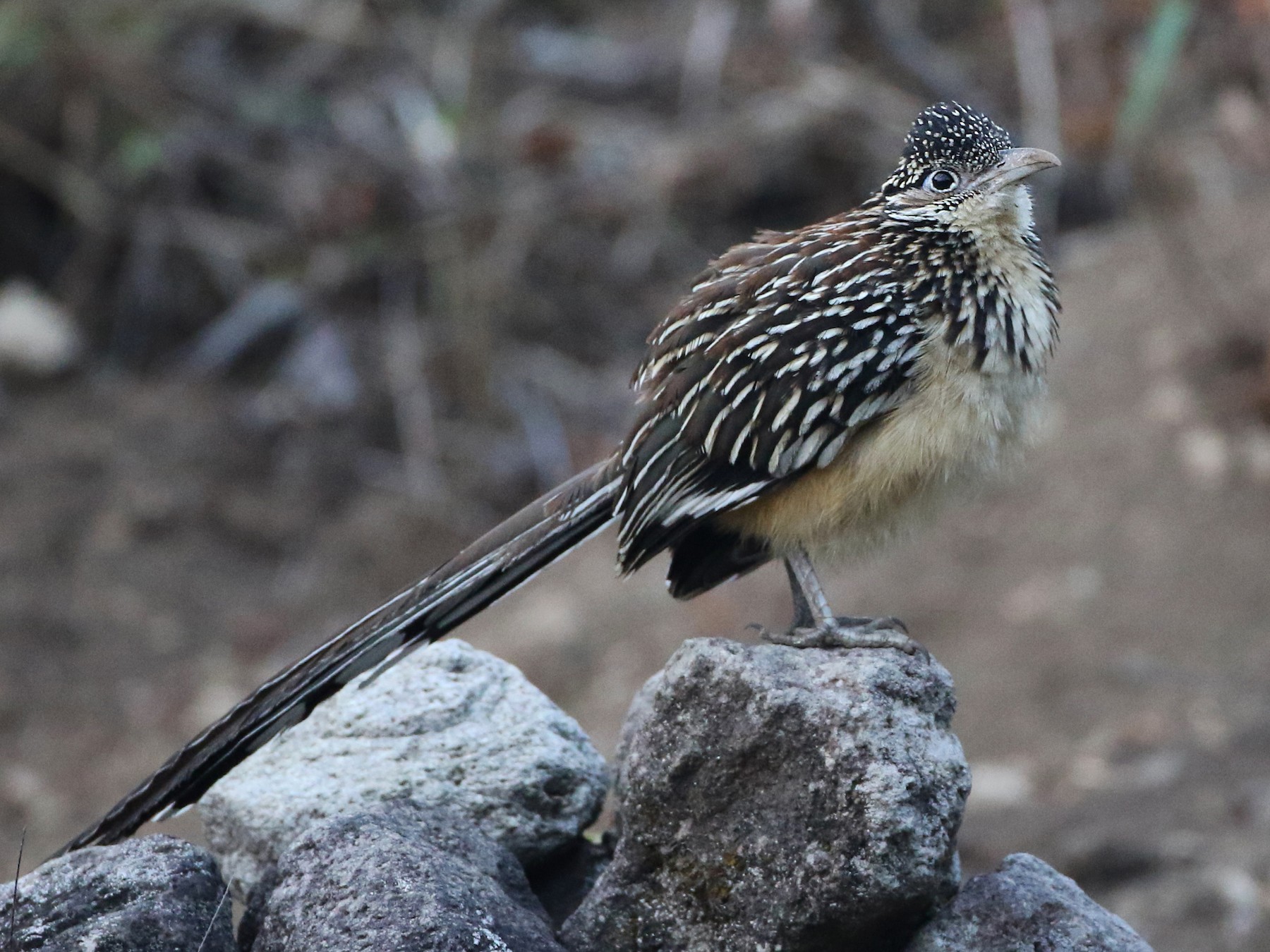 Greater Roadrunner - eBird