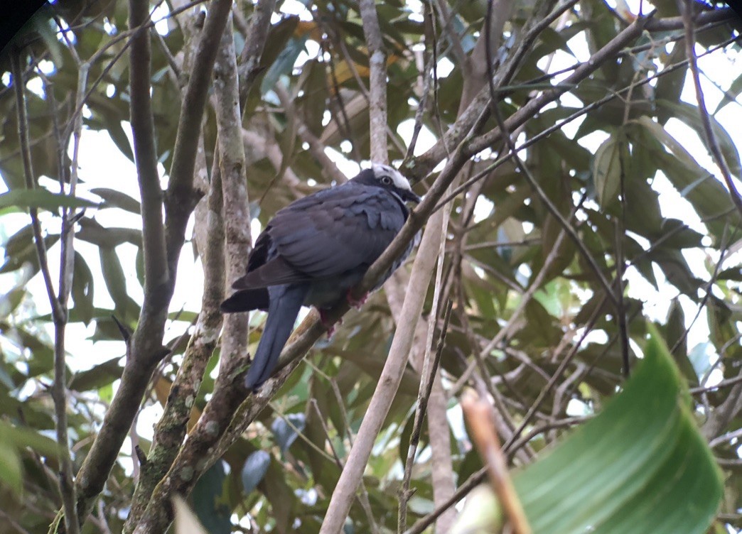 White-crowned Pigeon - ML218226021