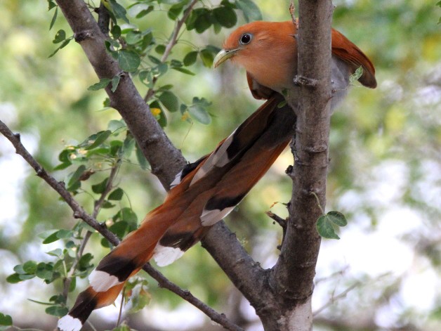 Squirrel Cuckoo - eBird