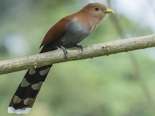  - Squirrel Cuckoo